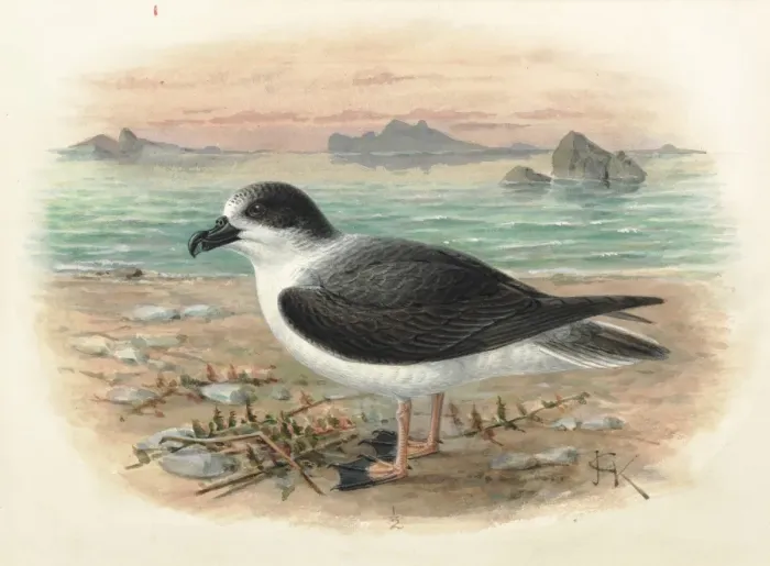 Framed Print : White-naped Petrel, Pterodroma cervicalis Framed Print : White-naped Petrel, Pterodroma cervicalis
