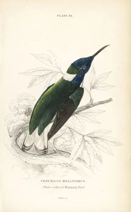 Framed Print : White-necked jacobin, Florisuga mellivora Framed Print : White-necked jacobin, Florisuga mellivora