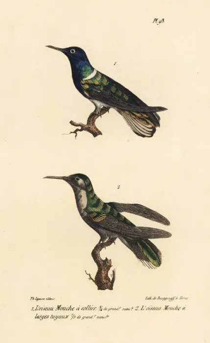 Framed Print : White-necked jacobin and grey-breasted sabrewing Framed Print : White-necked jacobin and grey-breasted sabrewing
