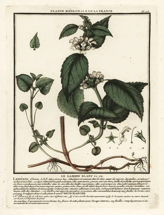 Framed Print : White nettle, Lamium album Framed Print : White nettle, Lamium album