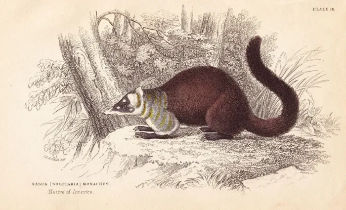 Framed Print : White-nosed coati, Nasua narica Framed Print : White-nosed coati, Nasua narica