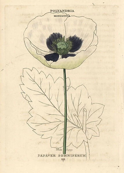 White opium poppy, Papaver somniferum