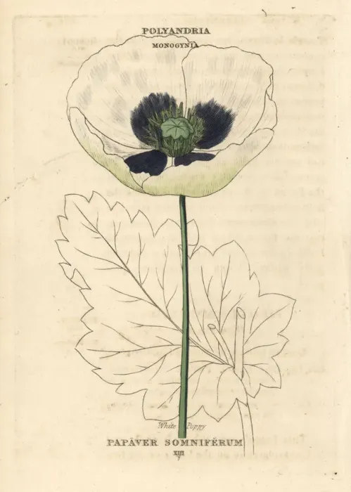 Framed Print : White opium poppy, Papaver somniferum Framed Print : White opium poppy, Papaver somniferum