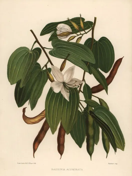 Framed Print : White orchid-tree, Bauhinia acuminata Framed Print : White orchid-tree, Bauhinia acuminata