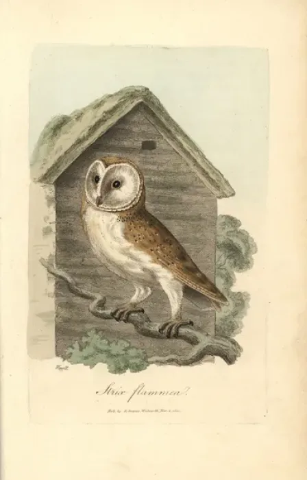 Framed Print : White owl, barn owl, Strix flammea, Tyto alba Framed Print : White owl, barn owl, Strix flammea, Tyto alba