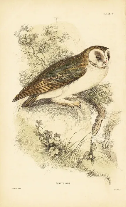 Framed Print : White owl or barn owl, Tyto alba, perched on a rock Framed Print : White owl or barn owl, Tyto alba, perched on a rock
