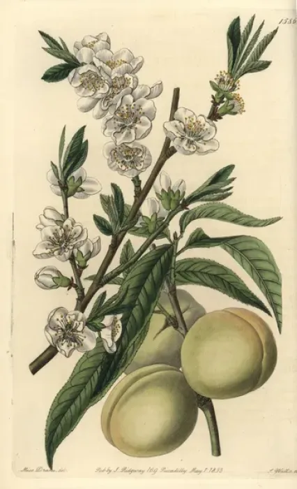 Framed Print : White peach, Amygdalus persica alba Framed Print : White peach, Amygdalus persica alba