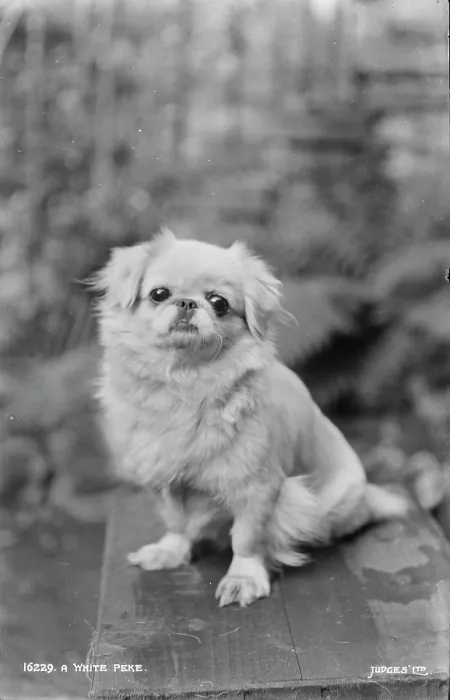 Framed Print : A White Pekingese Dog