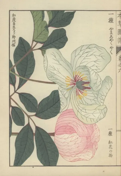 Framed Print : White peony and pale pink peony, Paeonia obovata Framed Print : White peony and pale pink peony, Paeonia obovata