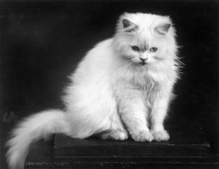 Framed Print : WHITE PERSIAN CAT / 1939 Framed Print : WHITE PERSIAN CAT / 1939