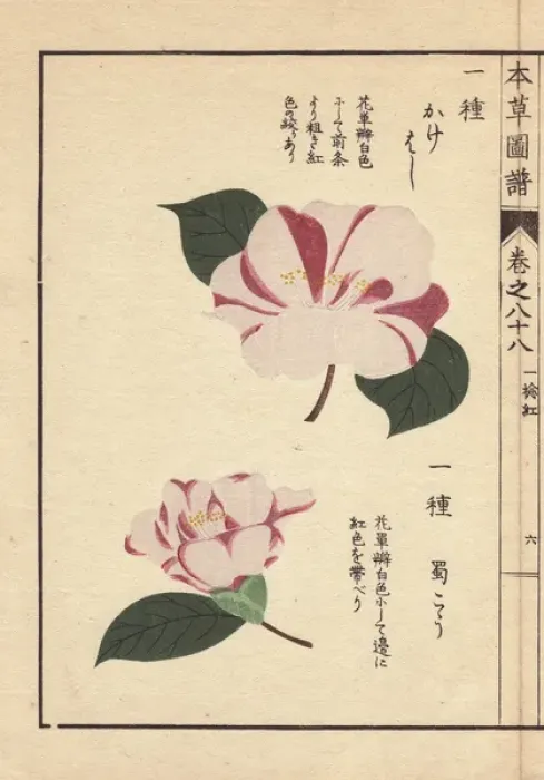 Framed Print : White and pink camellias, Kakehoshi and Shokukou Framed Print : White and pink camellias, Kakehoshi and Shokukou