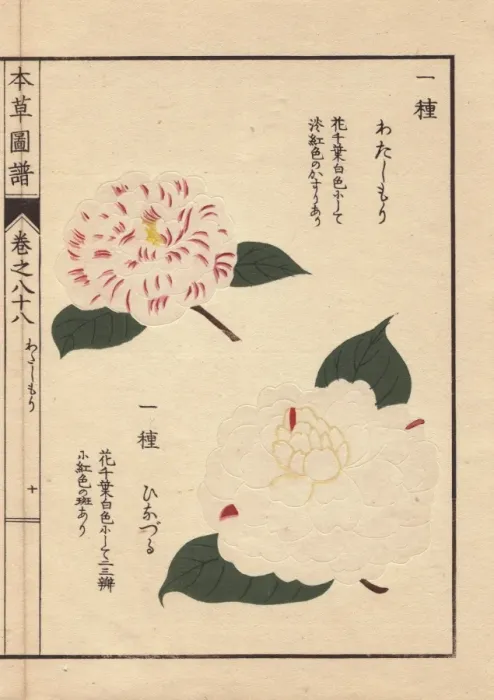 Framed Print : White and pink camellias, Watashi mori Framed Print : White and pink camellias, Watashi mori