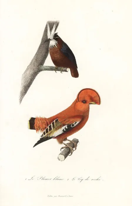 Framed Print : White-plumed antbird and Guianan cock-of-the-rock Framed Print : White-plumed antbird and Guianan cock-of-the-rock