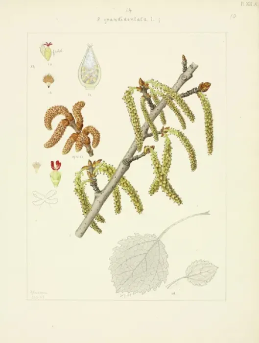 Framed Print : White poplar Framed Print : White poplar