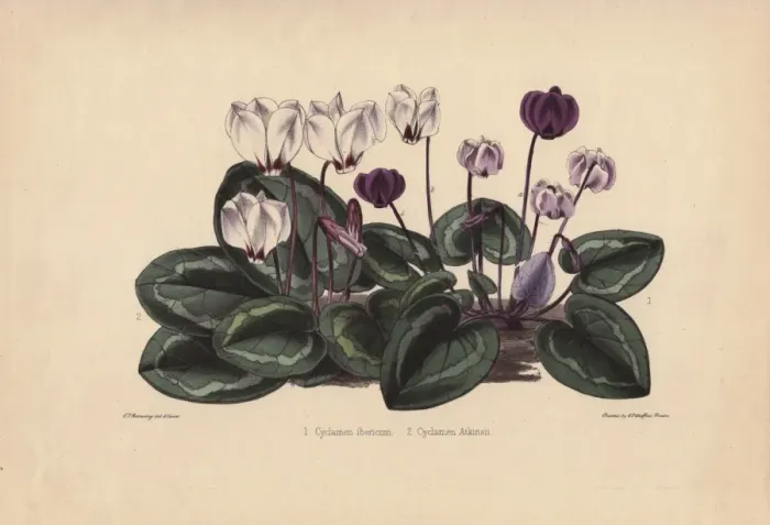 Framed Print : White and purple cyclamens Cyclamen ibericum Framed Print : White and purple cyclamens Cyclamen ibericum