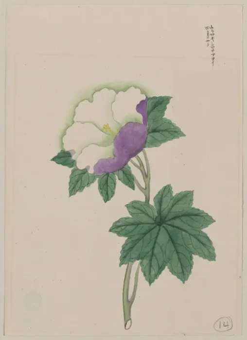 Framed Print : White and purple flower on stem with green leaves Framed Print : White and purple flower on stem with green leaves