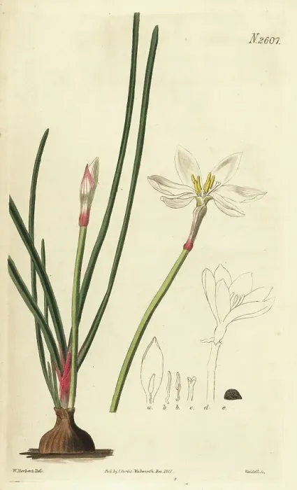 Framed Print : White rain lily, Zephyranthes candida Framed Print : White rain lily, Zephyranthes candida