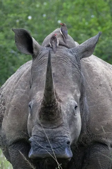 Framed Print : White Rhinoceros / Square-lipped Rhino - with Oxpeckers Framed Print : White Rhinoceros / Square-lipped Rhino - with Oxpeckers