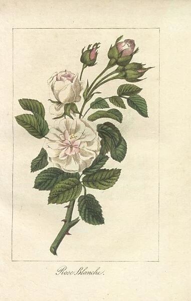 White rose, Rosa alba