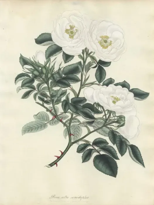 Framed Print : White rose, Rosa alba semi-duplex Framed Print : White rose, Rosa alba semi-duplex