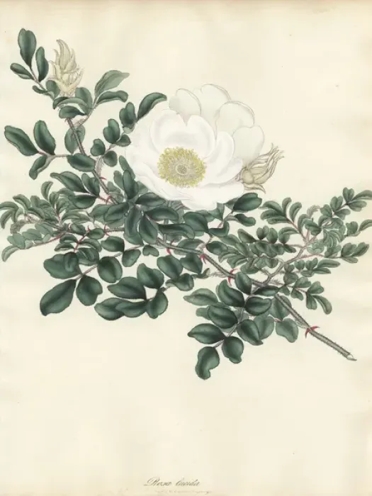 Framed Print : White rose, Rosa lucida Framed Print : White rose, Rosa lucida