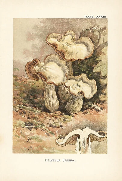 White saddle or elfin saddle mushroom, Helvella crispa