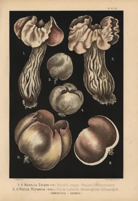 Framed Print : White saddle, Helvella crispa, and Palamino Framed Print : White saddle, Helvella crispa, and Palamino