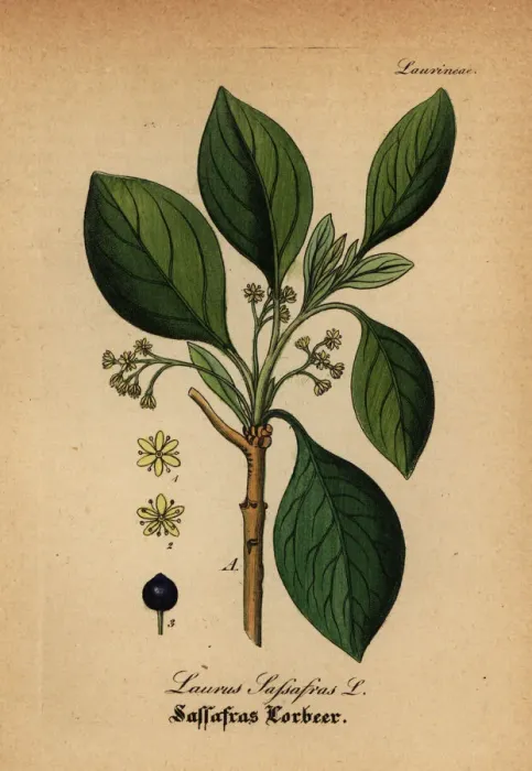Framed Print : White sassafras, Sassafras albidum Framed Print : White sassafras, Sassafras albidum