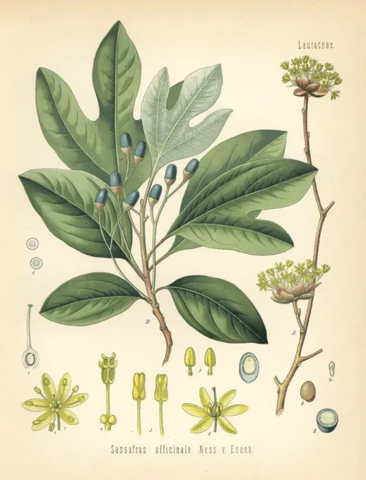 Framed Print : White sassafras, Sassafras albidum Framed Print : White sassafras, Sassafras albidum