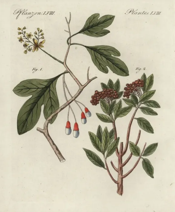 Framed Print : White sassafras, Sassafras albidum, and allspice Framed Print : White sassafras, Sassafras albidum, and allspice