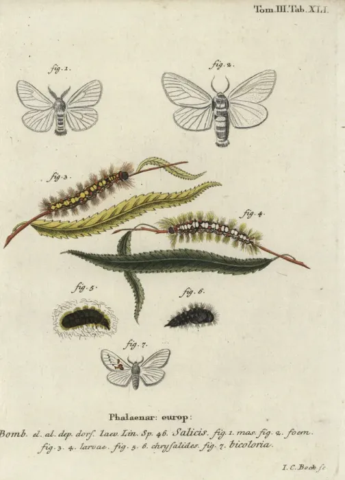 Framed Print : White satin and white prominent moths Framed Print : White satin and white prominent moths