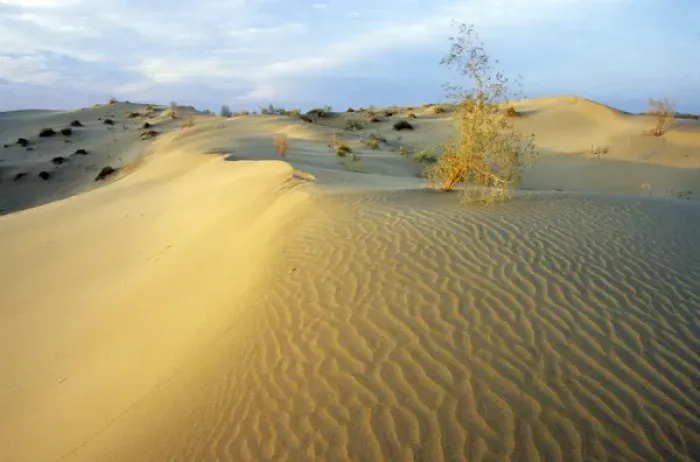 Framed Print : White Saxaul trees - on sand dunes with tracks Framed Print : White Saxaul trees - on sand dunes with tracks