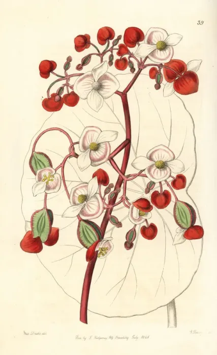 Framed Print : White and scarlet begonia, Begonia albococcinea Framed Print : White and scarlet begonia, Begonia albococcinea