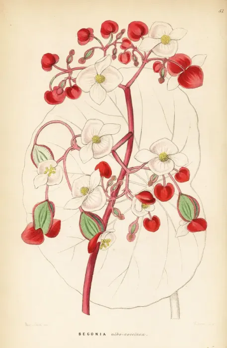 Framed Print : White and scarlet begonia, Begonia albococcinea Framed Print : White and scarlet begonia, Begonia albococcinea