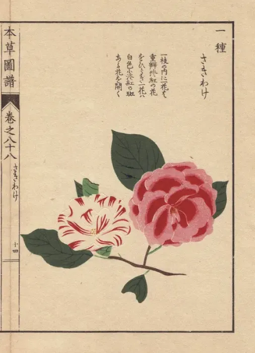 Framed Print : White and scarlet camellias, Sakiwake, Thea Framed Print : White and scarlet camellias, Sakiwake, Thea