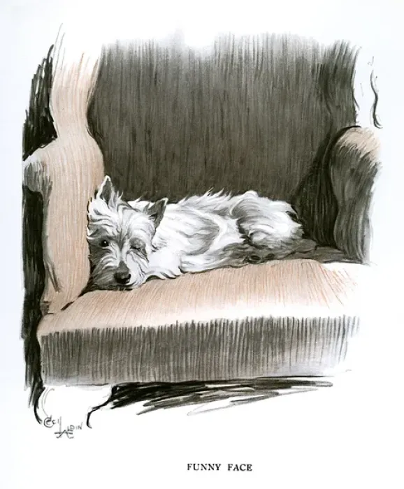 Framed Print : White Scots terrier lying in an armchair Framed Print : White Scots terrier lying in an armchair