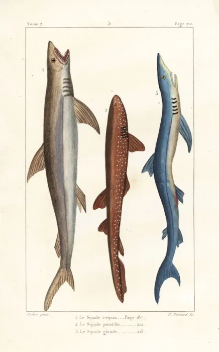 Framed Print : White shark, nurse shark and blue shark Framed Print : White shark, nurse shark and blue shark