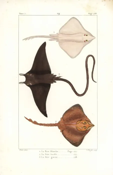 Framed Print : White skate (endangered) and devil ray Framed Print : White skate (endangered) and devil ray