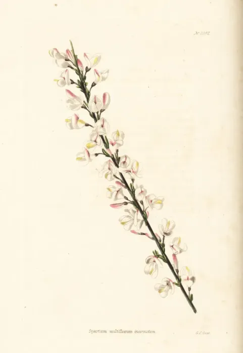 Framed Print : White Spanish broom, Cytisus multiflorus Framed Print : White Spanish broom, Cytisus multiflorus