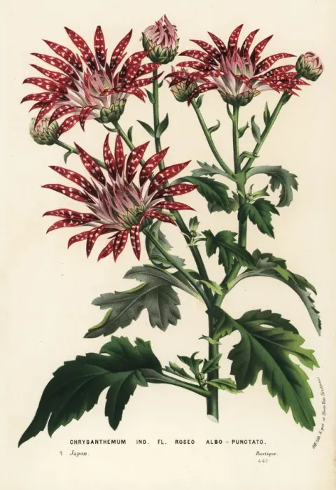 Framed Print : White-spotted chrysanthemum variety, Chrysanthemum indicum Framed Print : White-spotted chrysanthemum variety, Chrysanthemum indicum