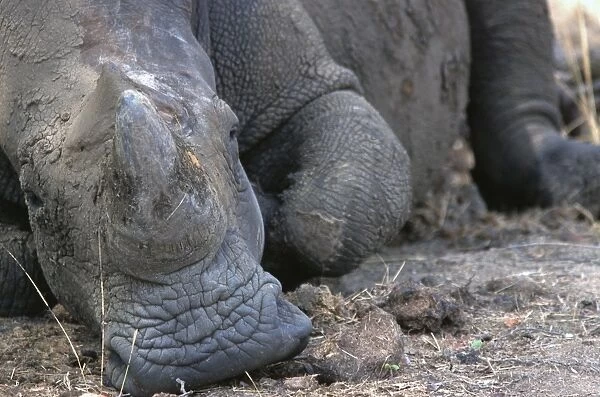 White  /  Square-lipped Rhino - resting in Mosi-o-Tunia