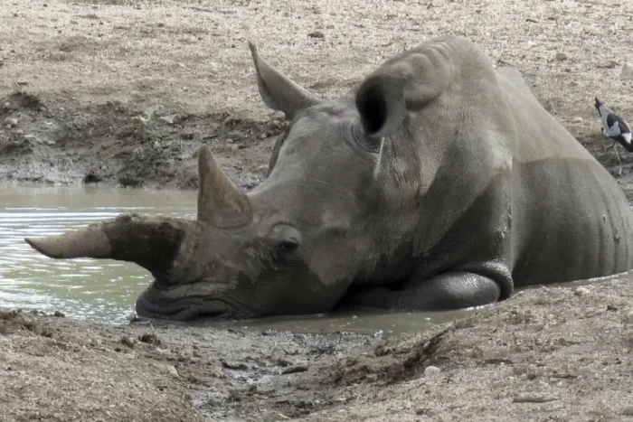Framed Print : White / Square-lipped Rhino - resting in muddy pool Framed Print : White / Square-lipped Rhino - resting in muddy pool