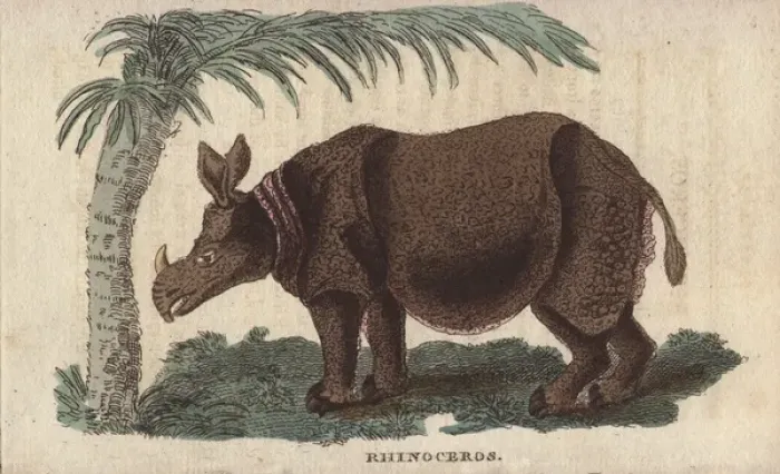 Framed Print : White or square-lipped rhinoceros, Ceratotherium simum Framed Print : White or square-lipped rhinoceros, Ceratotherium simum