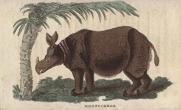 White or square-lipped rhinoceros, Ceratotherium simum