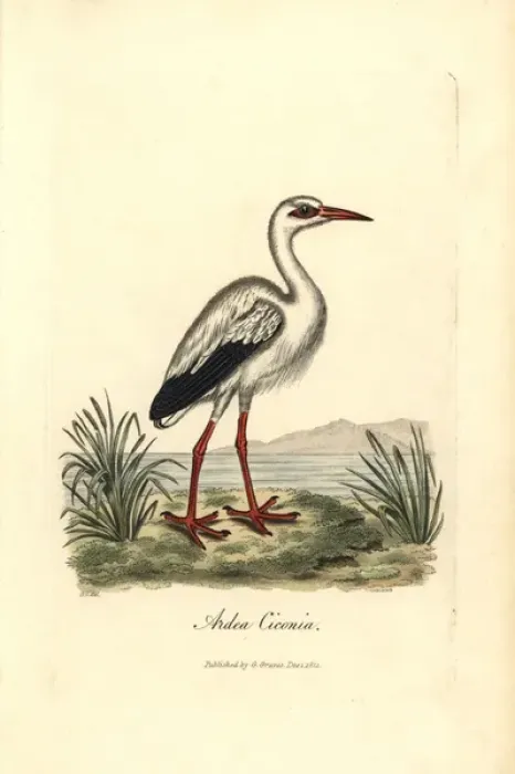 Framed Print : White stork, Ciconia ciconia