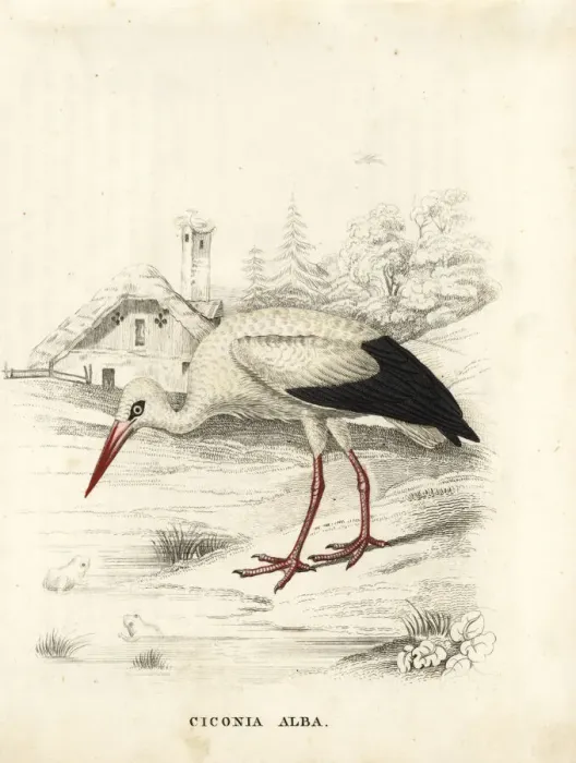 Framed Print : White stork, Ciconia ciconia