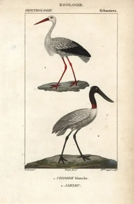 Framed Print : White stork, Ciconia ciconia, and jabiru, Jabiru mycteria