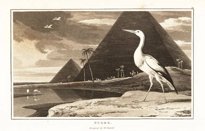 Framed Print : White stork, Ciconia ciconia, in front of the pyramids, Egypt