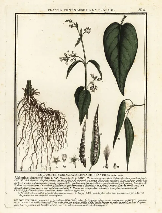 Framed Print : White swallow-wort, Vincetoxicum hirundinaria Framed Print : White swallow-wort, Vincetoxicum hirundinaria