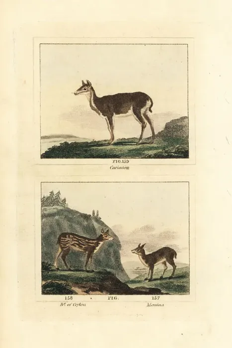 Framed Print : White-tailed deer, Sri Lankan axis and white-spotted chevrotain Framed Print : White-tailed deer, Sri Lankan axis and white-spotted chevrotain
